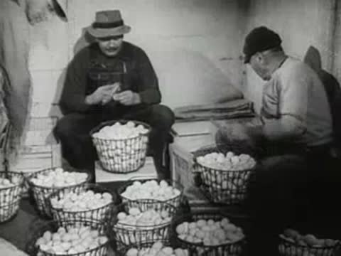 Two men sorting and grading eggs into baskets in a rustic farm room