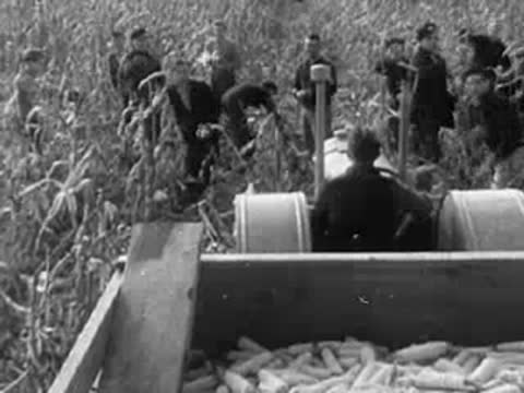 Men harvesting corn in a field while standing near a trailer filled with corn