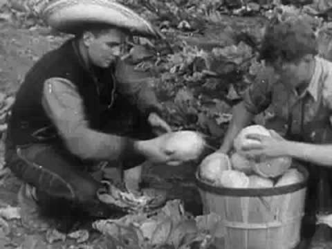 Two men working together in a field harvesting vegetables into a large wooden basket.