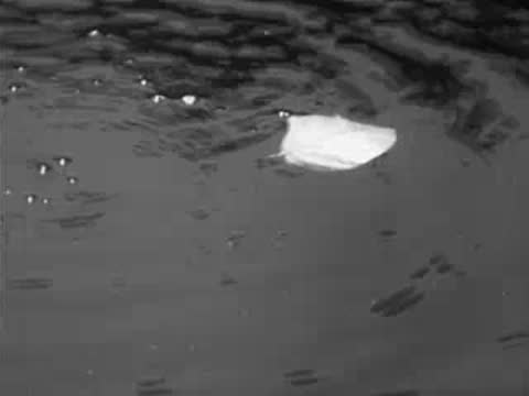 water ripples radiating from dropped object near leaf