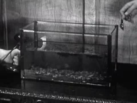 hands operating an underwater device inside an aquarium tank