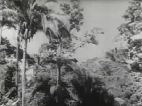 Lush tropical forest with palm trees and dense foliage