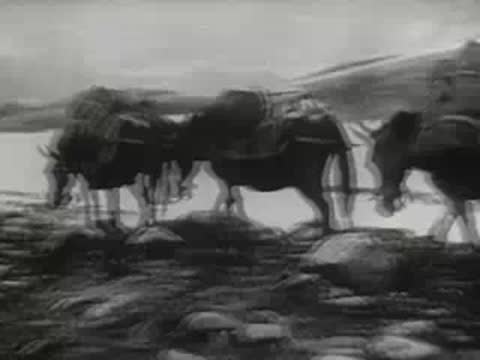 Donkeys carrying heavy loads along a rocky mountain path