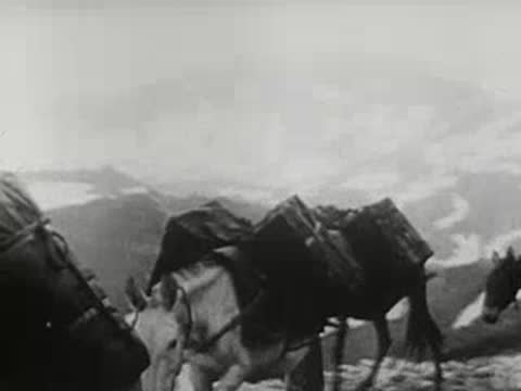 Pack animals loaded with heavy cargo walking through snowy mountains