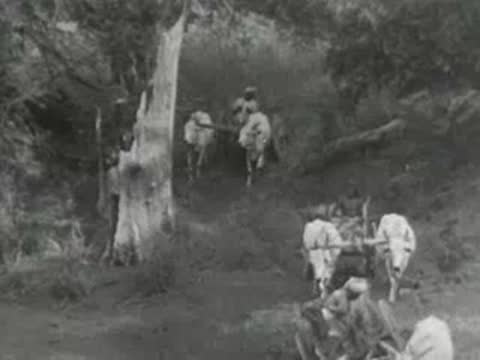 Cattle pulling a cart through a wooded path