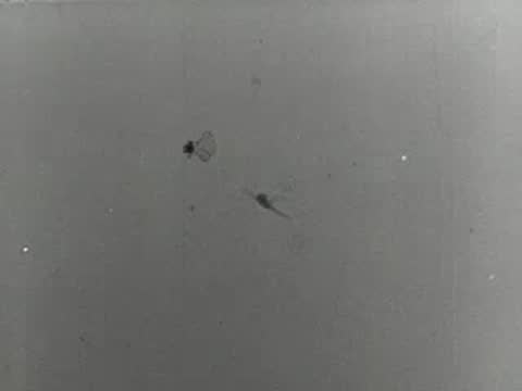 Military jet aircraft flying high in the sky, vintage archival footage.