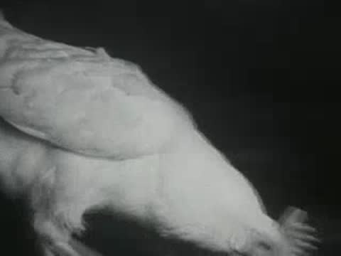 A white chicken moving across a wooden surface inside a coop