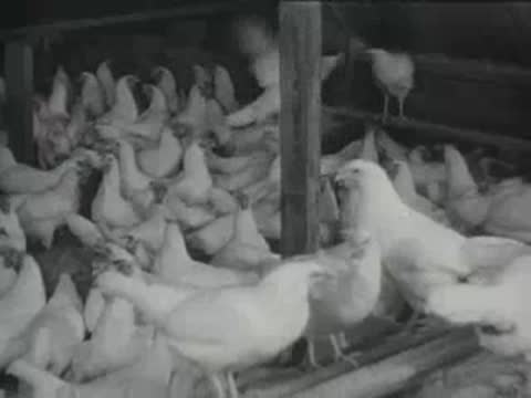 Multiple white chickens inside a large coop with tiered roosts and feeding areas