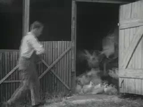 A man in work clothes opening a wooden barn door to let chickens out
