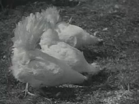 White chickens pecking at the ground in an outdoor yard