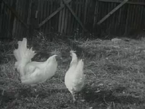 Two white chickens walking and exploring an outdoor grassy and dirt yard