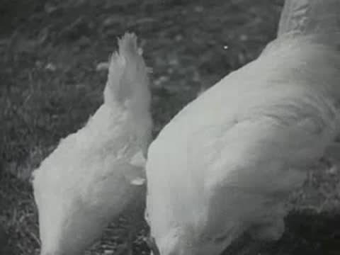 White chickens feeding and foraging on the ground outdoors
