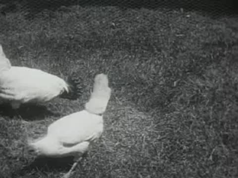 White chickens moving around a grassy outdoor area during the day