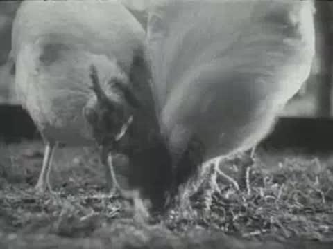 A chicken with a dark head and comb pecking intensely at the ground
