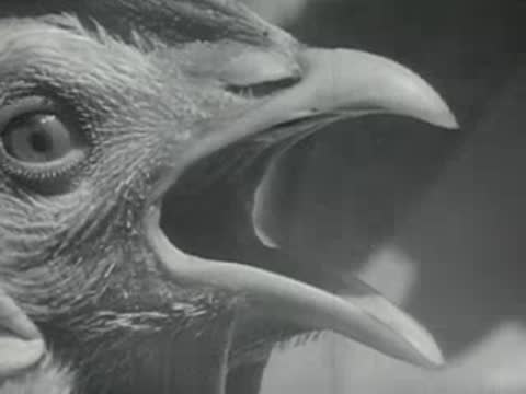 Extreme close-up of a chicken's head with its beak open wide