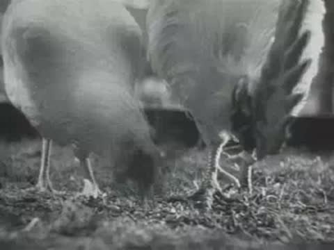 A chicken with a dark comb pecking at food on the ground outdoors