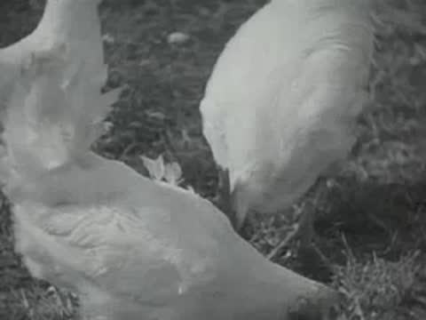 White chickens foraging and walking in a grassy and dirt yard