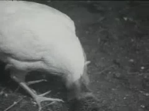 A close-up of a white chicken pecking at the dirt and grass outdoors