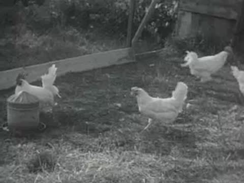 White chickens walking around an outdoor yard with a metal feeder