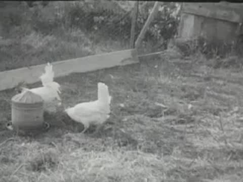 White chickens gathered around an outdoor metal feeder in a yard