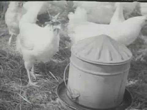 White chickens actively feeding from a metal feeder in an outdoor yard