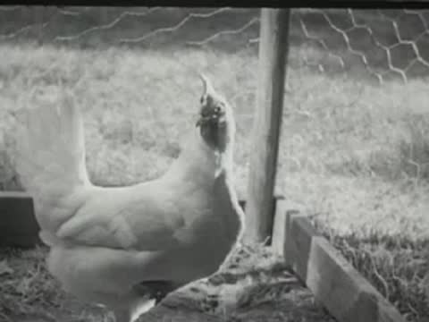 A hen walking outdoors near a wire fence and small coop