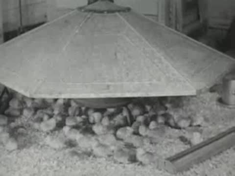 A large metal brooder heater surrounded by newly hatched chicks inside