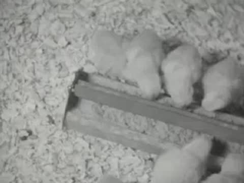 Chicks feeding from a trough filled with feed inside a coop