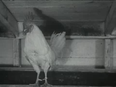 A white chicken standing inside a dimly lit coop with wooden walls