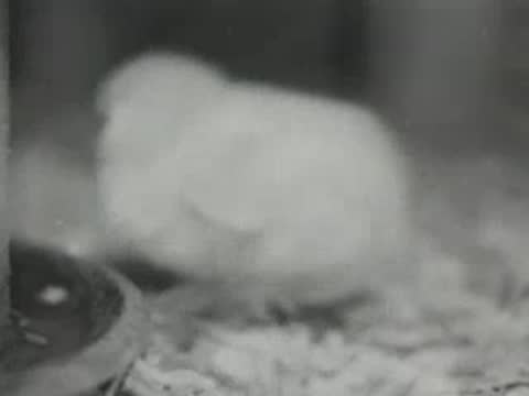A single fluffy yellow chick pecking near a water container