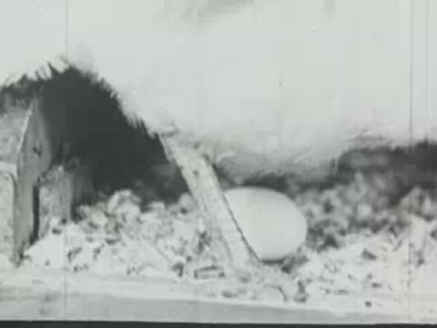 A hen standing over a nesting box containing a single white egg