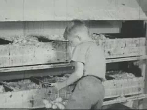 A young boy gathering eggs from multi-tiered nesting boxes in a coop