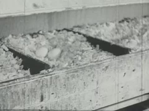 A person's hand collecting fresh white eggs from a nesting box