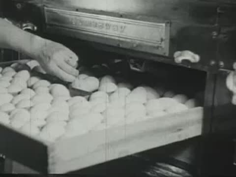 Sliding a fully loaded egg tray into an automated incubator machine