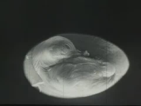 Close-up time-lapse view of an embryo developing inside an illuminated egg