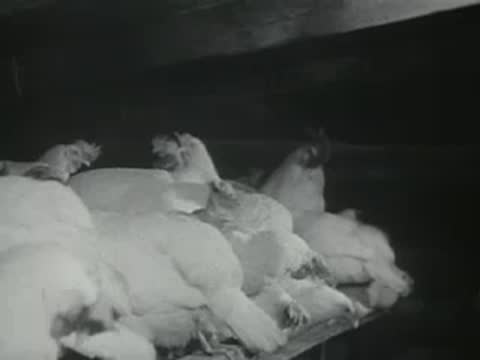 Several white chickens resting close together inside a dimly lit coop