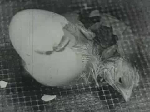 A chick hatching from an egg and breaking the shell on wire mesh