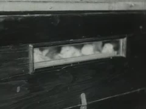 A view through the glass window of an incubator showing hatched chicks inside