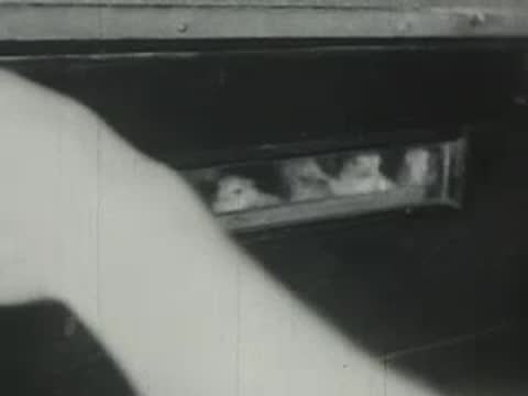 A person's hand reaching into an incubator drawer filled with newly hatched chicks