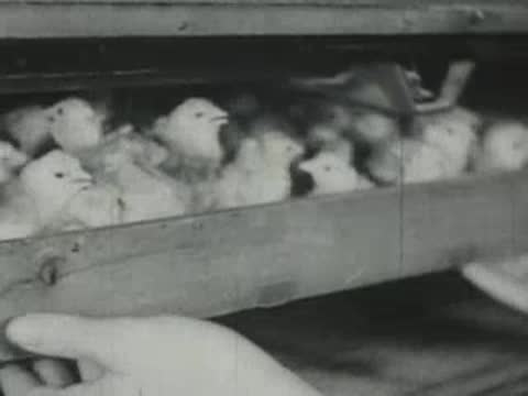 A wooden tray filled with fluffy newly hatched chicks being pulled out