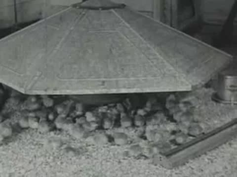 A large metal brooder heater with numerous chicks gathered underneath it