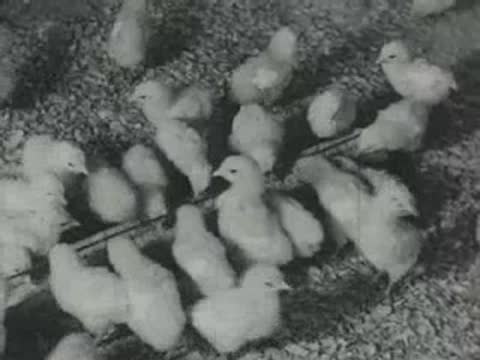 A large group of young chicks feeding together from a metal trough