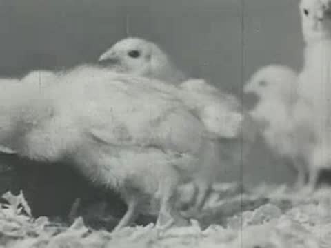 Growing chicks eating feed from a trough inside a poultry house