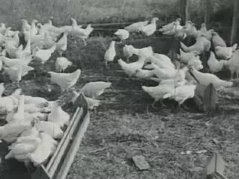 A large flock of white chickens roaming freely outdoors on grass near feeders