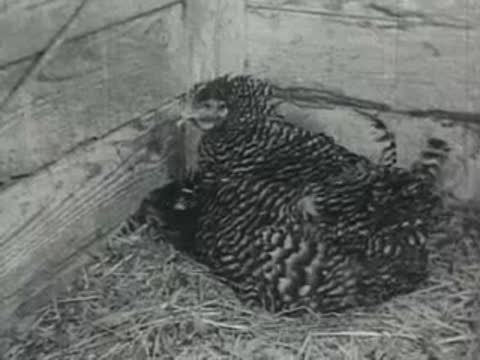 A barred Plymouth Rock hen sitting on a nest in a wooden coop