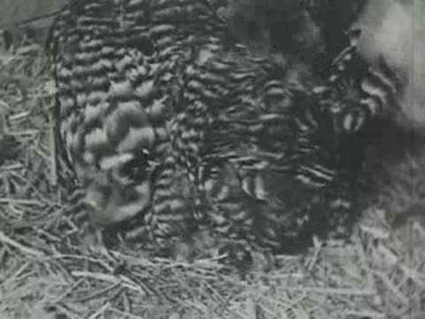 A mottled hen broods over chicks in a straw-filled nest.