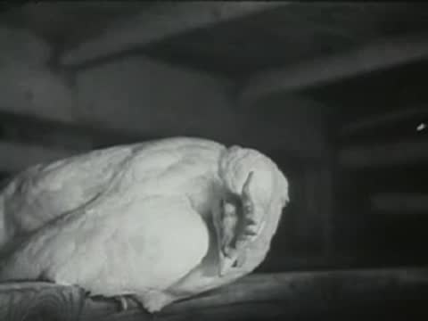 A white chicken resting its head on a wooden perch inside a coop