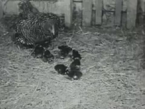 A hen calls her chicks gathered in a farm coop.