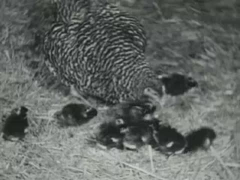 A hen pecks at grain amongst scattered chicks in straw.