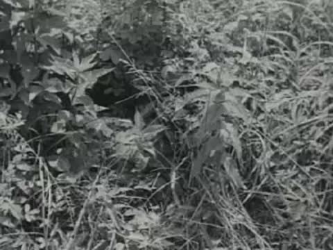 A dense patch of wild vegetation fills a wooded riverbank.